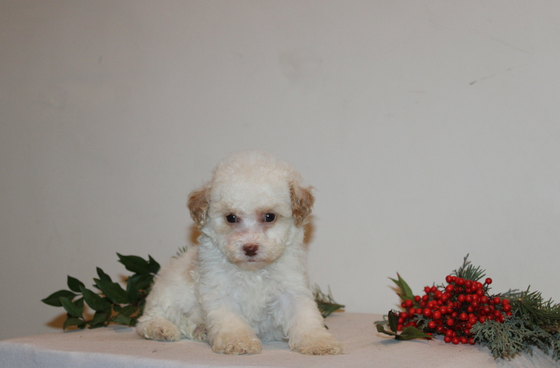 puppy, for, sale, Toy Poodle, Matthew B. Stoltzfus, dog, breeder, Gap, PA, dog-breeder, puppy-for-sale, forsale, nearby, find, puppyfind, locator, puppylocator, aca